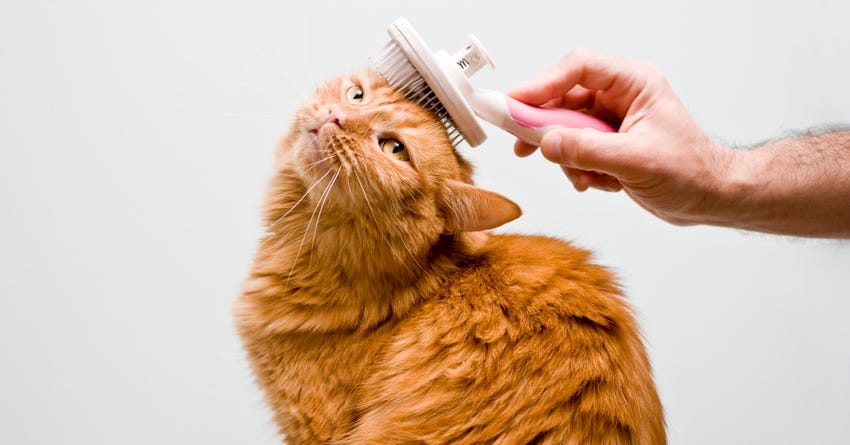 Complete Grooming Guide for Dogs & Cats