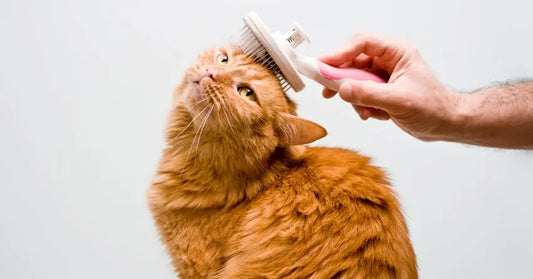 Complete Grooming Guide for Dogs & Cats