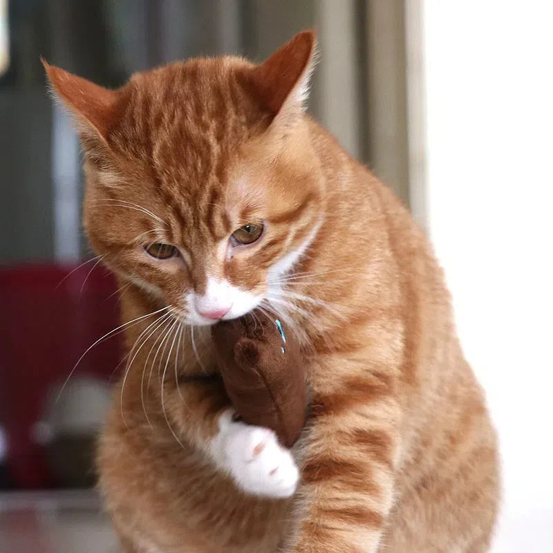 Cat Teaser Toy with Squeaky Plush Pillow 🐱✨