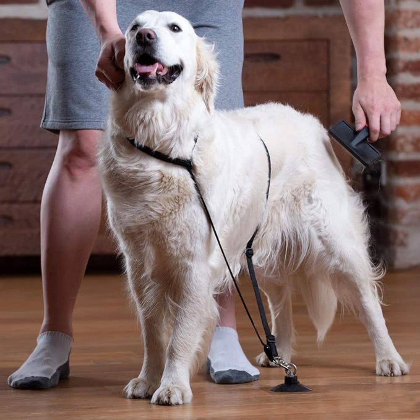 Adjustable Pet Grooming Loop & Bathing Restraint 🐶🐱🛁✨